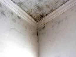 Best Attic Mold Removal  in Country Walk, FL