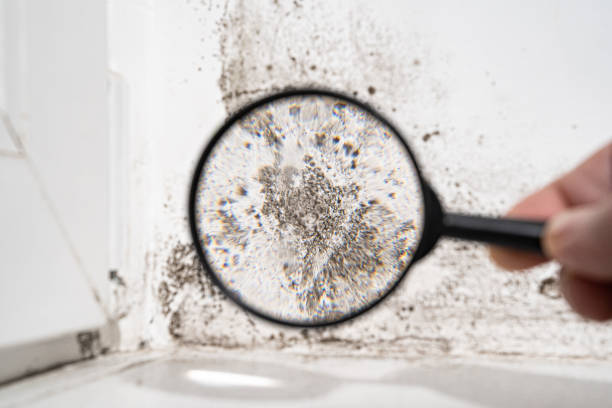 Why You Should Choose Our Mold Remediation Services in Country Walk, FL